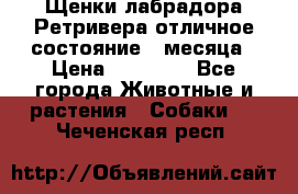 Щенки лабрадора Ретривера отличное состояние 2 месяца › Цена ­ 30 000 - Все города Животные и растения » Собаки   . Чеченская респ.